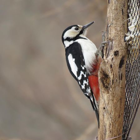 Forestlodge Subaru Teshikaga Dış mekan fotoğraf